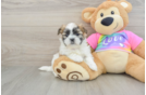 Teddy Bear Puppy for Adoption