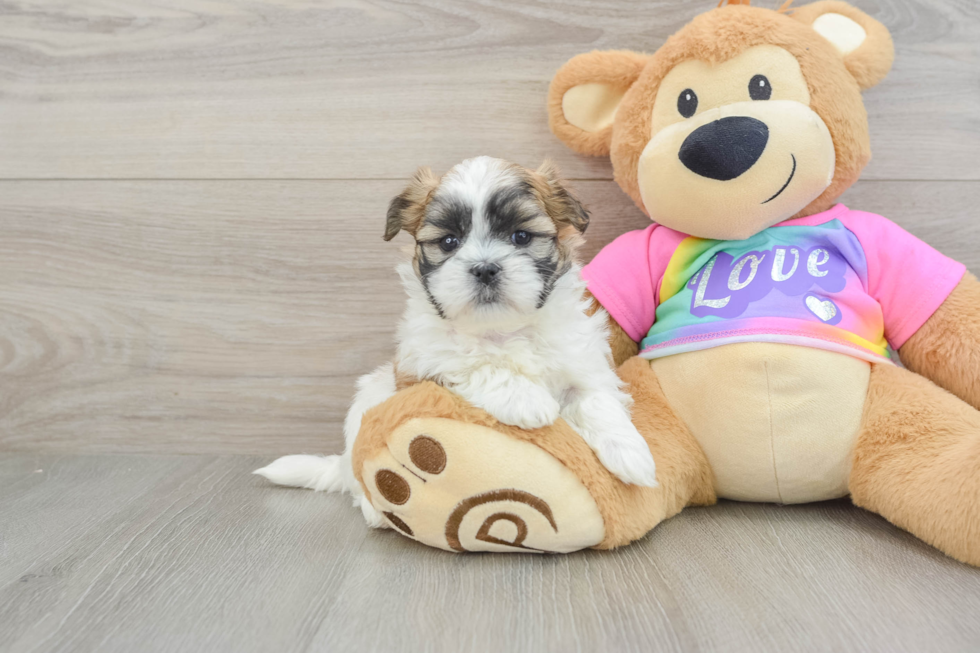 Teddy Bear Puppy for Adoption