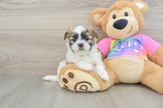 Teddy Bear Puppy for Adoption