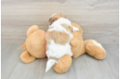 Best Teddy Bear Baby
