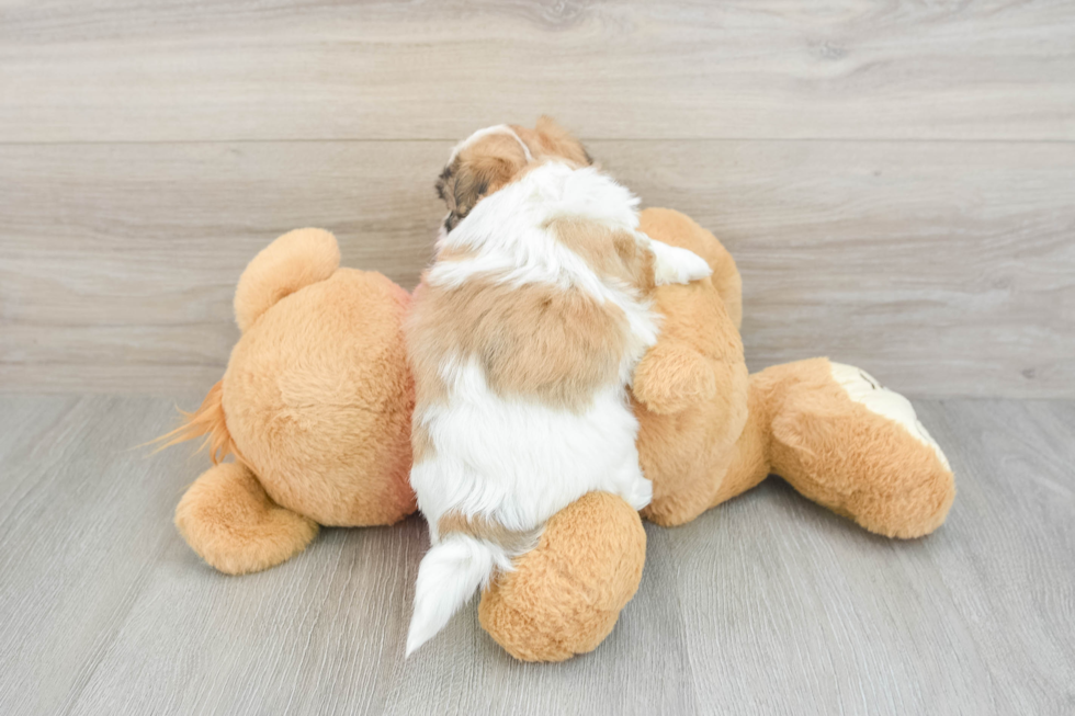Best Teddy Bear Baby