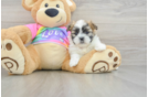 Teddy Bear Puppy for Adoption
