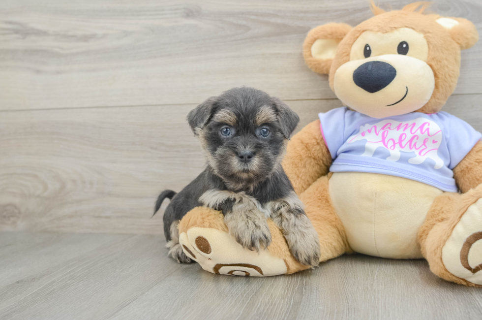 6 week old Teddy Bear Puppy For Sale - Pilesgrove Pups