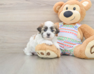 5 week old Teddy Bear Puppy For Sale - Pilesgrove Pups