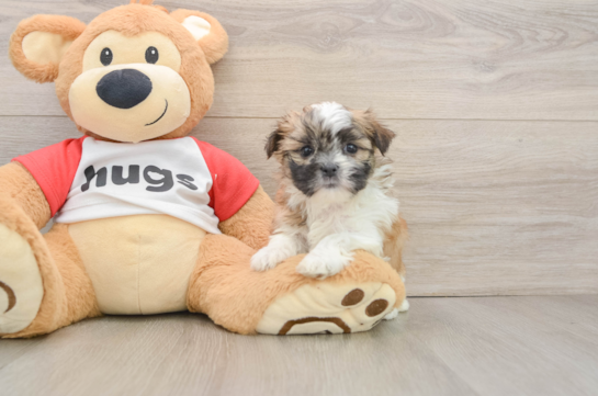BECKY, a Teddy Bear littermate