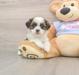 5 week old Teddy Bear Puppy For Sale - Pilesgrove Pups