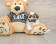 7 week old Teddy Bear Puppy For Sale - Pilesgrove Pups