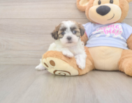 8 week old Teddy Bear Puppy For Sale - Pilesgrove Pups