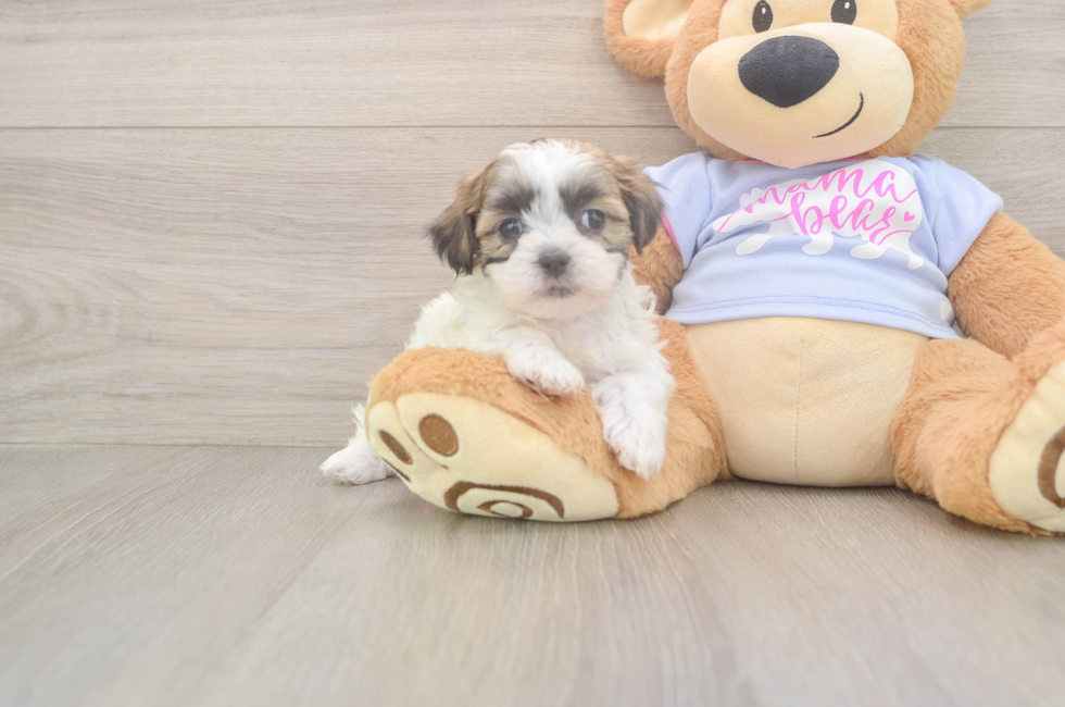 7 week old Teddy Bear Puppy For Sale - Pilesgrove Pups