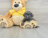 7 week old Teddy Bear Puppy For Sale - Pilesgrove Pups