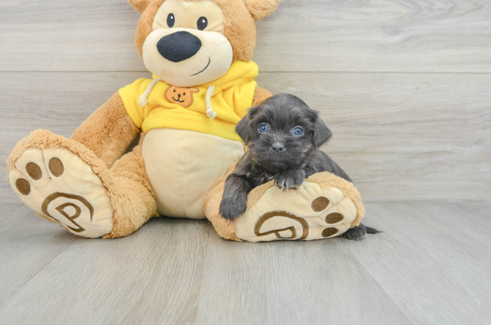 6 week old Teddy Bear Puppy For Sale - Pilesgrove Pups