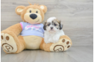 Smart Teddy Bear Designer Pup