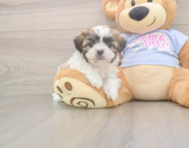 8 week old Teddy Bear Puppy For Sale - Pilesgrove Pups