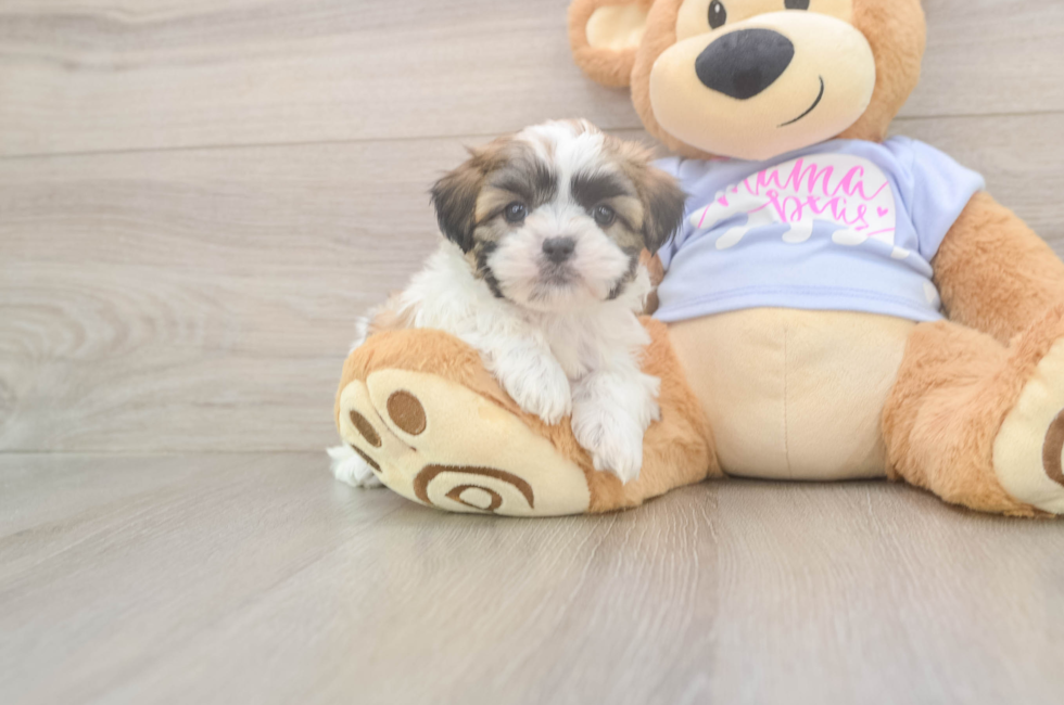 7 week old Teddy Bear Puppy For Sale - Pilesgrove Pups