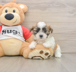 6 week old Teddy Bear Puppy For Sale - Pilesgrove Pups