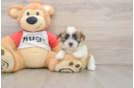 Happy Teddy Bear Baby