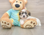 7 week old Teddy Bear Puppy For Sale - Pilesgrove Pups