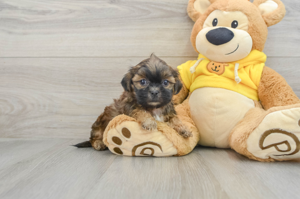 6 week old Teddy Bear Puppy For Sale - Pilesgrove Pups