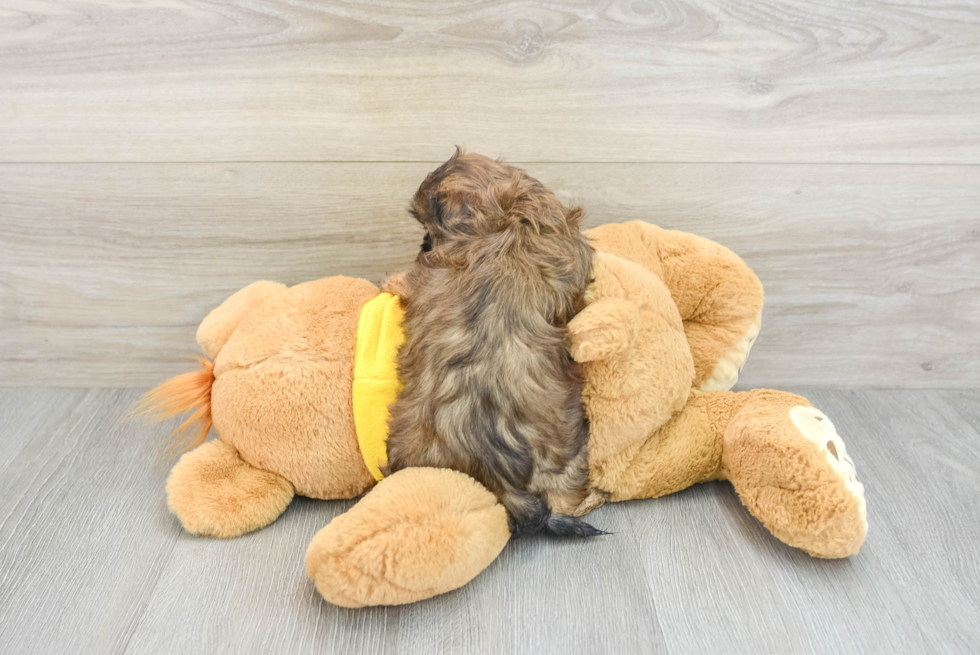 Teddy Bear Pup Being Cute