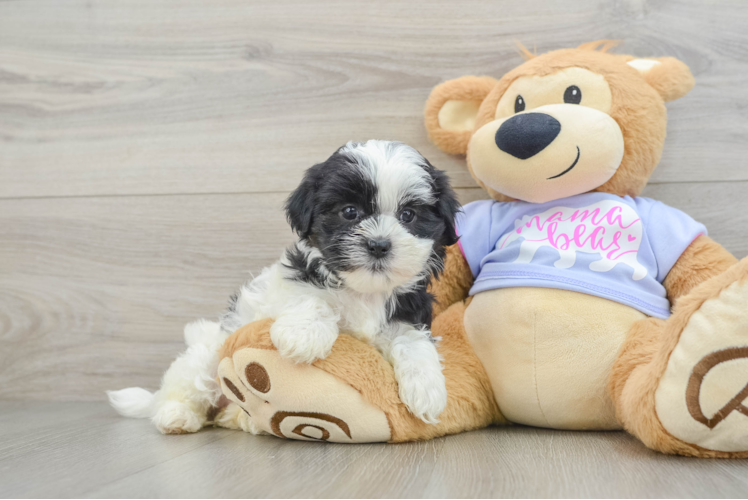 Best Teddy Bear Baby