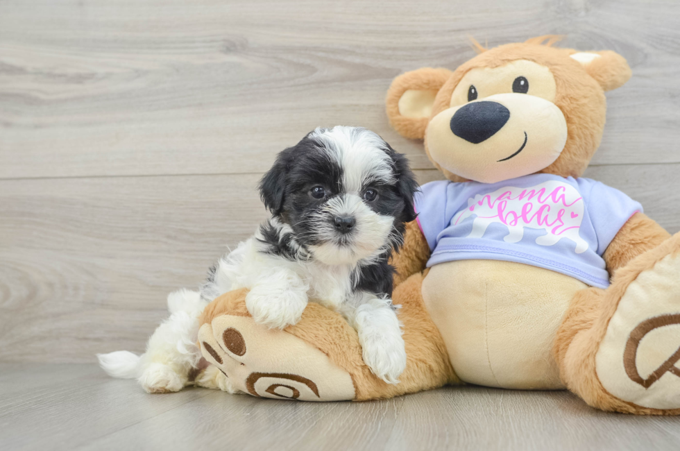 6 week old Teddy Bear Puppy For Sale - Pilesgrove Pups