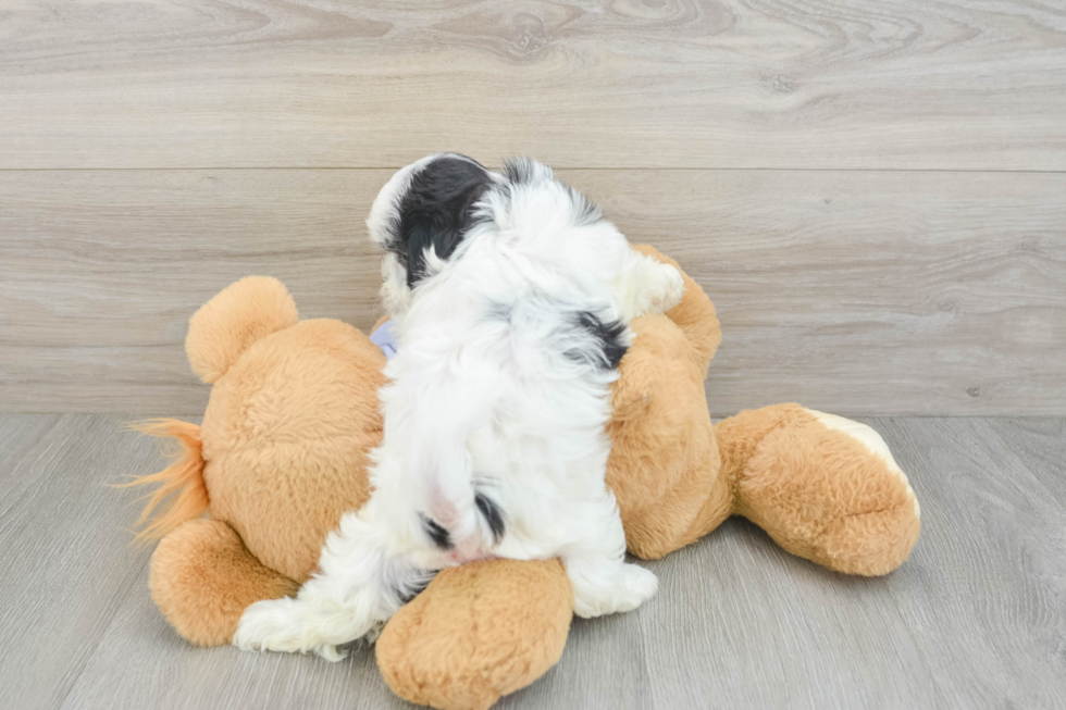 Best Teddy Bear Baby