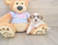8 week old Teddy Bear Puppy For Sale - Pilesgrove Pups