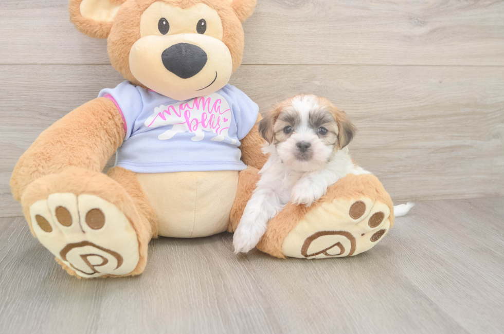 7 week old Teddy Bear Puppy For Sale - Pilesgrove Pups