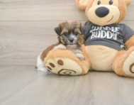 8 week old Teddy Bear Puppy For Sale - Pilesgrove Pups