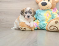 7 week old Teddy Bear Puppy For Sale - Pilesgrove Pups