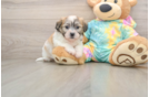 Hypoallergenic Shichon Designer Puppy