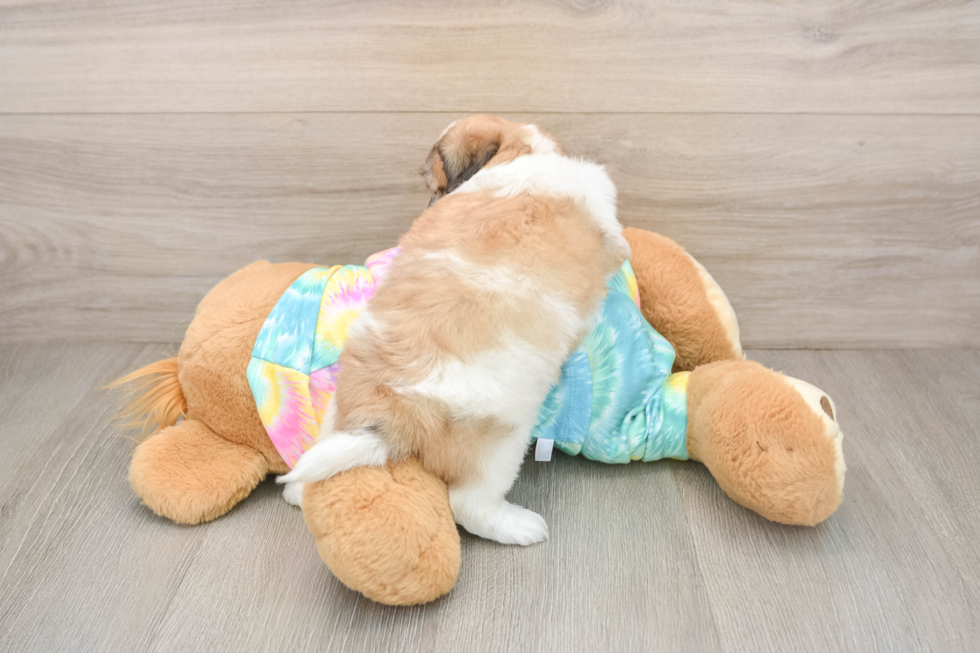 Little Shit Designer Puppy