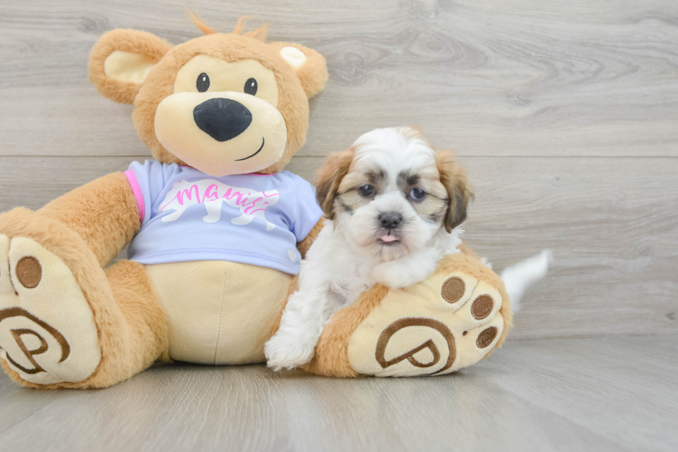 Teddy Bear Puppy for Adoption