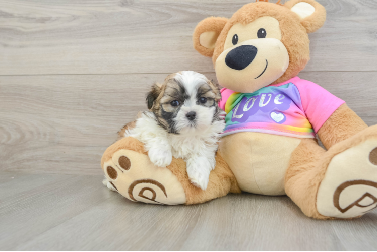 Best Teddy Bear Baby
