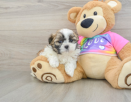 6 week old Teddy Bear Puppy For Sale - Pilesgrove Pups