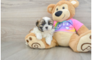 Best Teddy Bear Baby