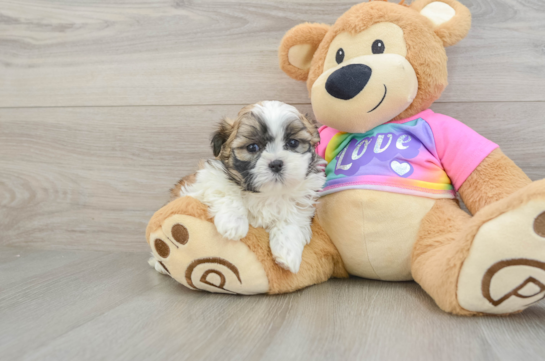 Best Teddy Bear Baby