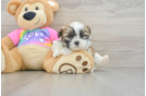 Little Shichon Designer Puppy