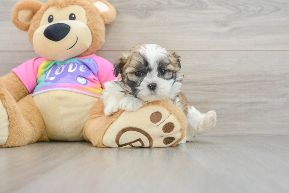 Little Shichon Designer Puppy