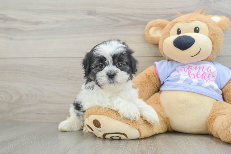 Fluffy Teddy Bear Designer Pup