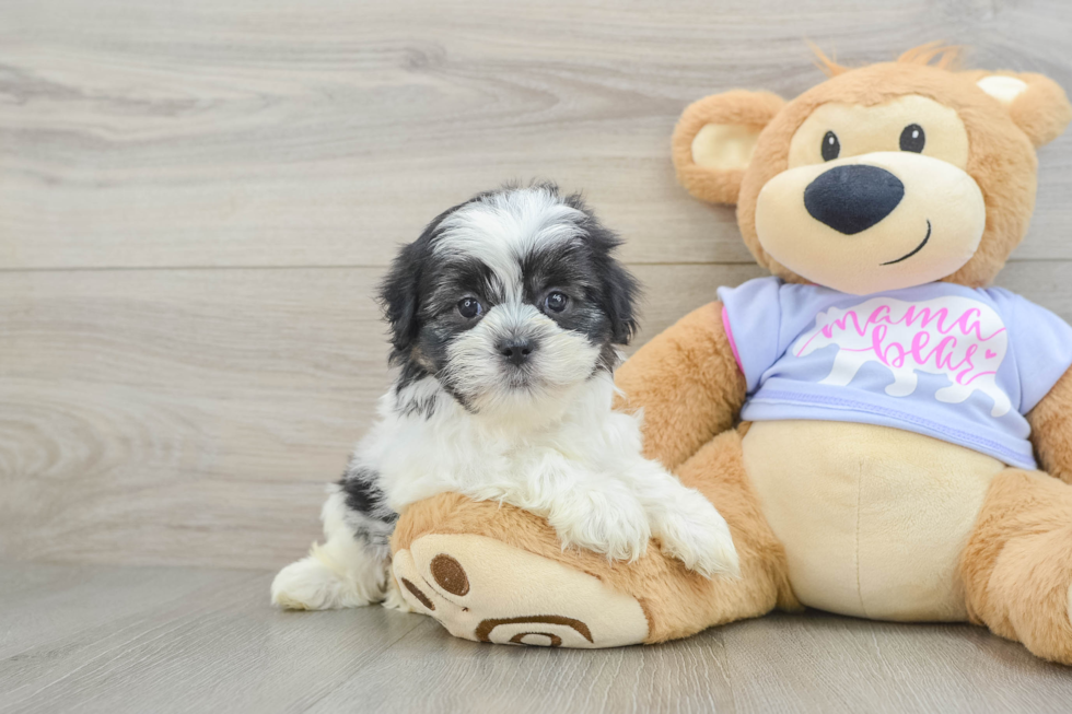 Fluffy Teddy Bear Designer Pup