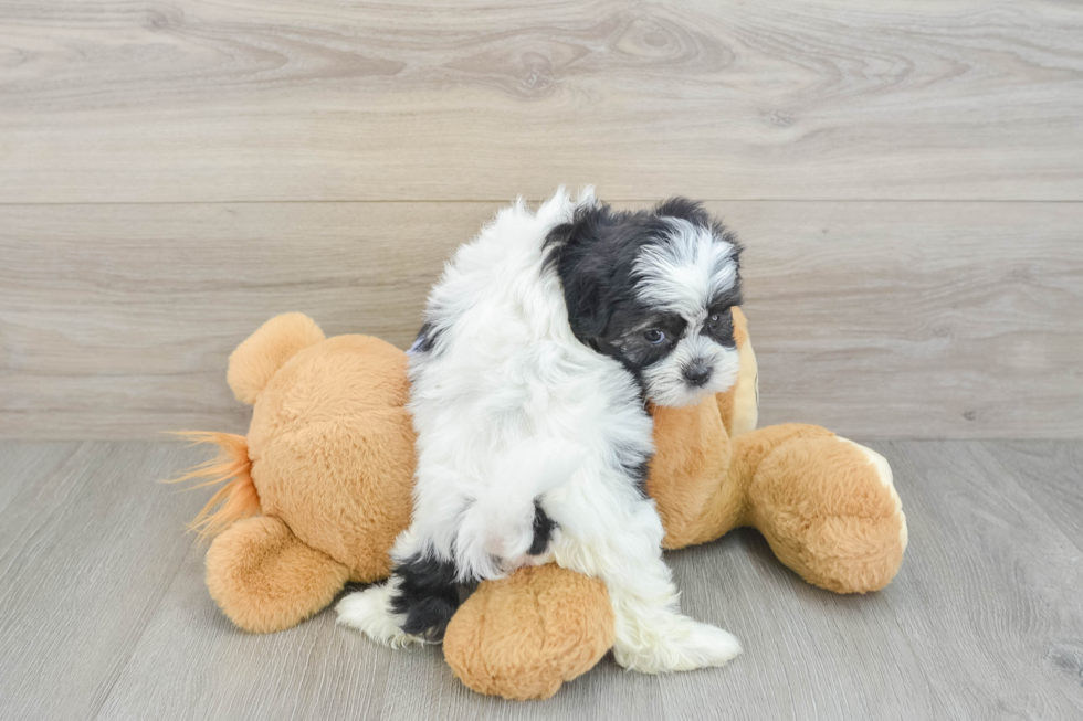 Funny Teddy Bear Designer Pup