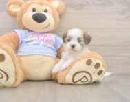 7 week old Teddy Bear Puppy For Sale - Pilesgrove Pups