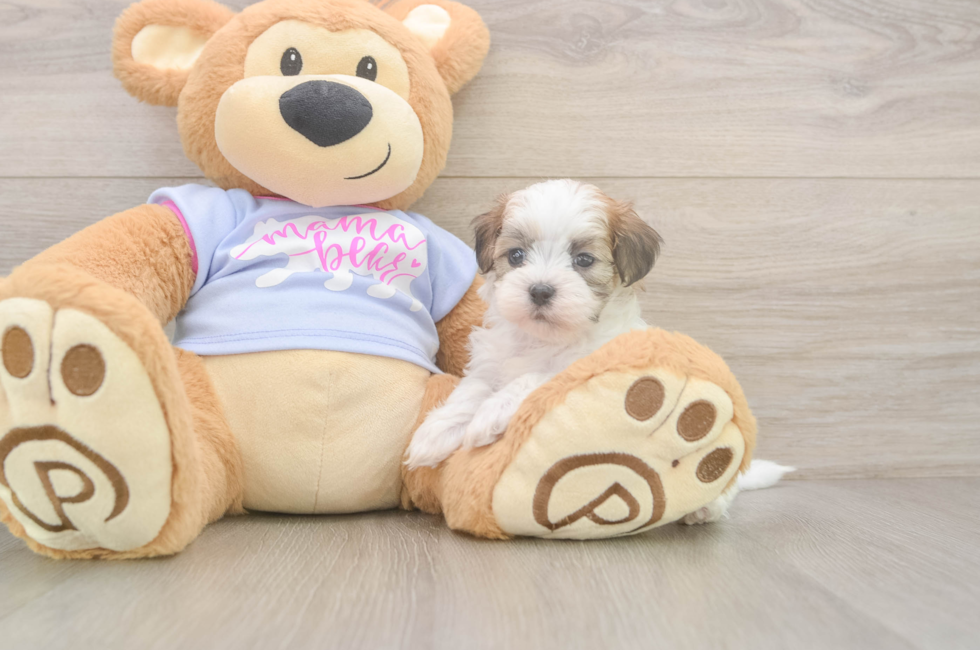 7 week old Teddy Bear Puppy For Sale - Pilesgrove Pups