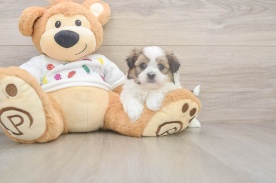 Funny Teddy Bear Designer Pup