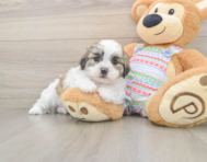 5 week old Teddy Bear Puppy For Sale - Pilesgrove Pups