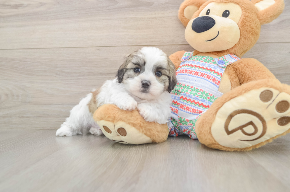 5 week old Teddy Bear Puppy For Sale - Pilesgrove Pups