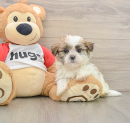 6 week old Teddy Bear Puppy For Sale - Pilesgrove Pups