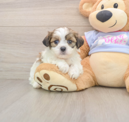 5 week old Teddy Bear Puppy For Sale - Pilesgrove Pups