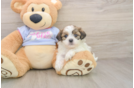 Best Teddy Bear Baby